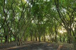 {{brizy_dc_image_alt imageSrc=